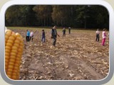 W poszukiwaniu kukurydzy